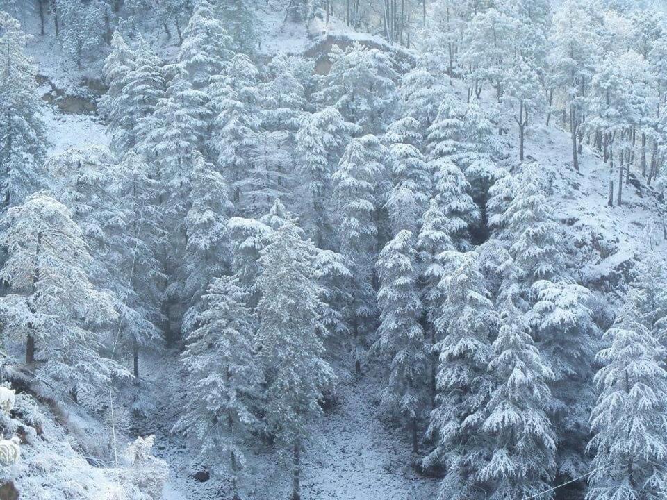 Calm Paradise Shimla Exterior foto